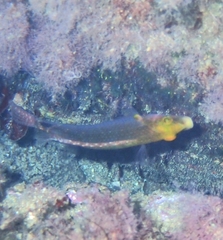 Symphodus mediterraneus