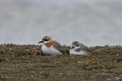 Charadrius leschenaultii