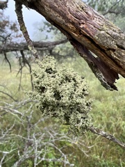 Lecanoromycetes