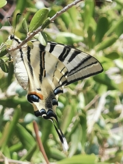 Iphiclides podalirius