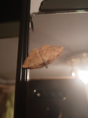 Camptogramma bilineata