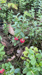 Vaccinium vitis-idaea