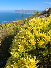 Leucadendron xanthoconus
