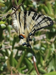 Iphiclides podalirius