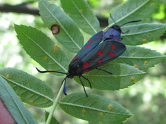 Zygaena