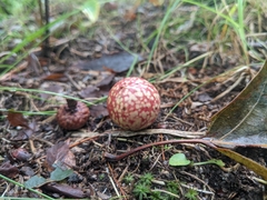 Amphibolips quercusjuglans