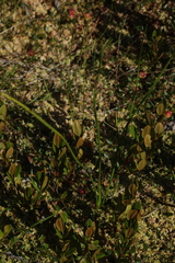 Scheuchzeria palustris