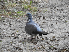 Columba palumbus palumbus