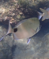 Diplodus sargus