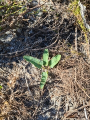 Euphorbia tuberosa