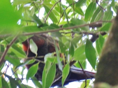 Selenidera spectabilis