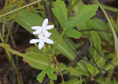 Cnidoscolus stimulosus