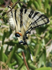 Iphiclides podalirius