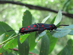 Zygaena