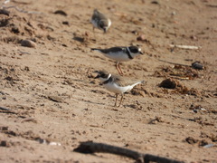 Charadrius semipalmatus
