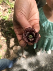 Asimina triloba
