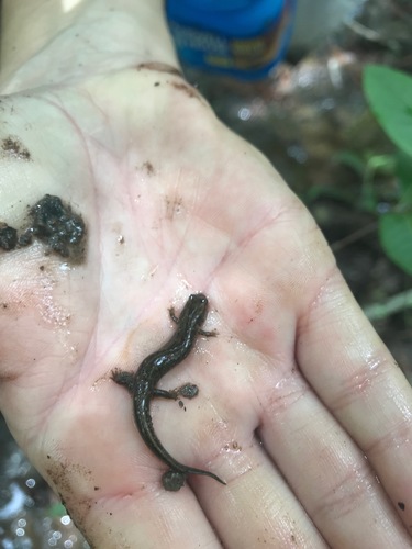 Valentine's Southern Dusky Salamander, Desmognathus valentinei