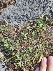 Sibbaldiopsis tridentata