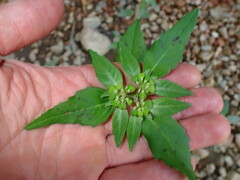 Euphorbia dentata