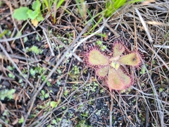 Drosera cuneifolia