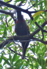 Selenidera spectabilis