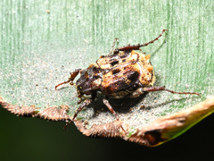 Dasyvalgus formosanus