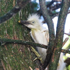 Egretta thula