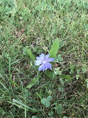 Cichorium intybus