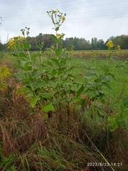 Silphium
