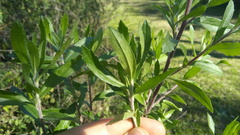 Baccharis dracunculifolia
