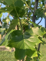 Liriodendron