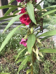 Impatiens balsamina