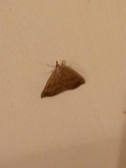 Hypena proboscidalis