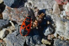 Pyrrhocoris apterus