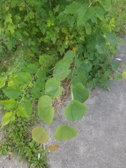 Cercis canadensis canadensis