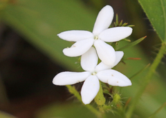 Cnidoscolus stimulosus