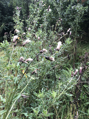 Cirsium arvense