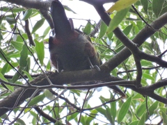 Selenidera spectabilis