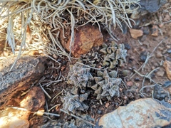 Anacampseros subnuda