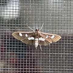 Desmia funeralis
