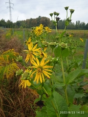 Silphium