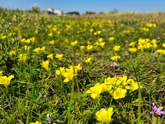 Moraea fugacissima