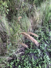 Elymus glabriflorus