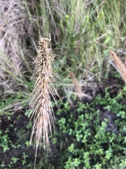 Elymus glabriflorus