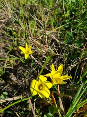 Romulea flava