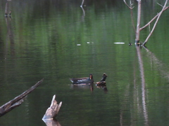 Gallinula galeata