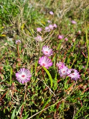 Lampranthus filicaulis