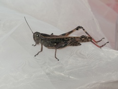 Shirakiacris shirakii