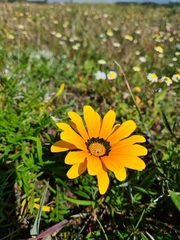 Gazania pectinata