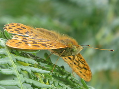 Argynnis paphia